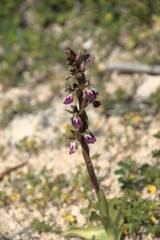 Anacamptis collina