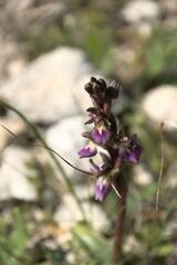 Anacamptis collina