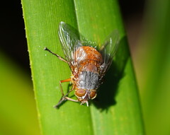 Calliphora nigrithorax