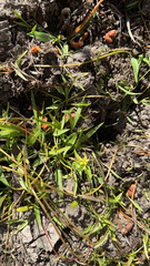 Ranunculus