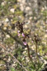 Anacamptis collina