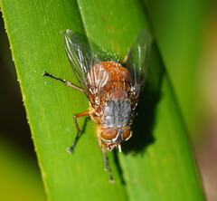 Calliphora nigrithorax