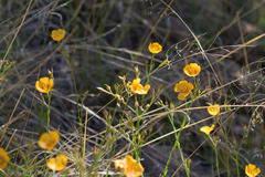 Linum berlandieri