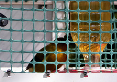 Anthornis melanura melanura