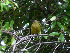 Anthornis melanura