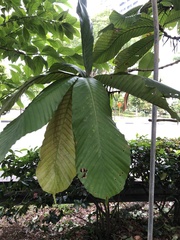 Dipterocarpus