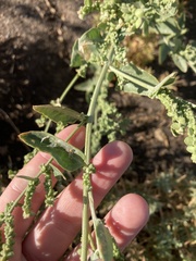 Atriplex lentiformis