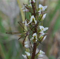 Prasophyllum anticum