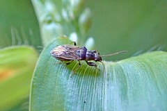 Pseudopachybrachius basalis