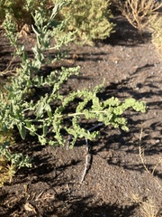 Atriplex lentiformis