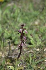 Anacamptis collina