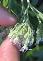 Eupatorium serotinum