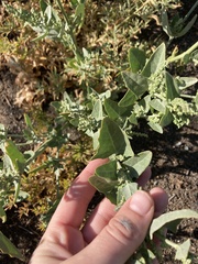 Atriplex lentiformis