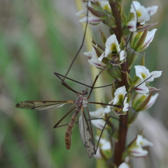 Prasophyllum anticum
