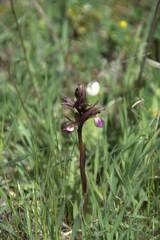 Anacamptis collina