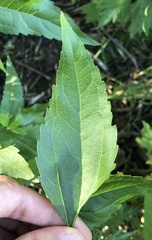 Eupatorium serotinum