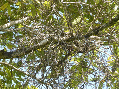 Ileostylus micranthus