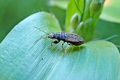 Pseudopachybrachius basalis