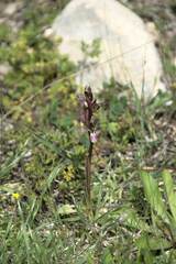 Anacamptis collina