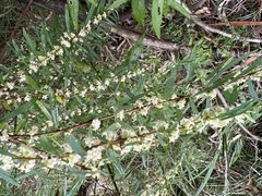 Pimelea axiflora axiflora