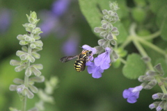 Paranthidium gabbii