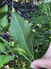 Eupatorium serotinum