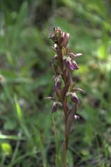 Anacamptis collina