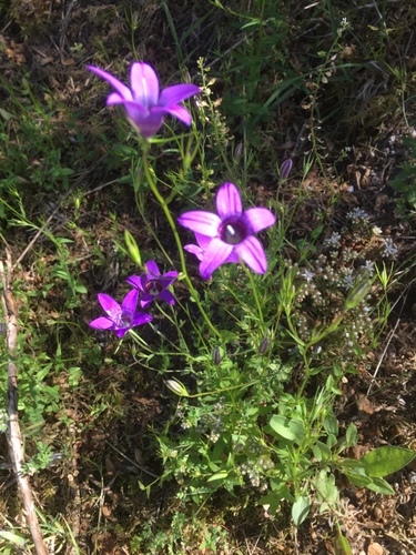 Image of Campanula lusitanica by (c) Andre Hosper, some rights reserved (CC BY)