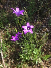 Campanula lusitanica