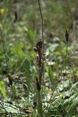 Anacamptis collina