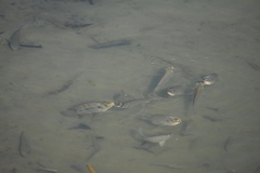 Oreochromis niloticus