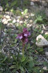 Anacamptis papilionacea