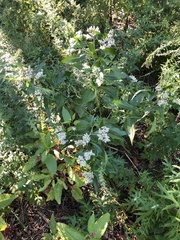 Eupatorium serotinum