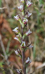 Prasophyllum anticum