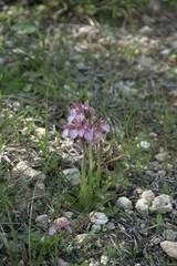 Anacamptis papilionacea