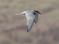 Sterna hirundo longipennis
