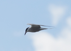 Sterna hirundo longipennis