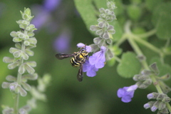 Paranthidium gabbii