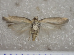 Ardozyga catarrhacta