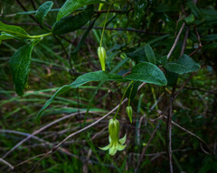 Billardiera scandens