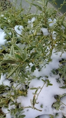 Solanum elaeagnifolium