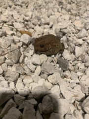 Anaxyrus americanus charlesmithi
