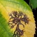 Didymosphaeria petrakiana - Photo 由 Eric C. Maxwell 所上傳的 (c) Eric C. Maxwell，保留部份權利CC BY-NC