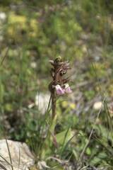 Anacamptis collina