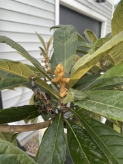 Eriobotrya japonica