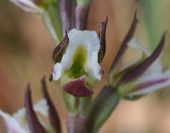 Prasophyllum anticum