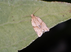 Clepsis peritana