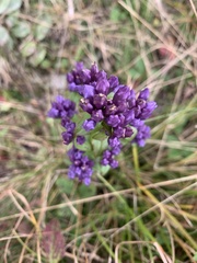Gentianella quinquefolia