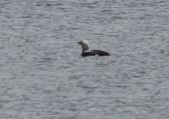 Gavia arctica