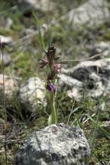 Anacamptis collina